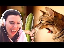 Try Not To Laugh Funny Cats Pranked With Cucumbers Compilation Youtube Funny Cats Try Not To Laugh Funny Cat Faces