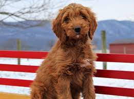 Puppies For Sale Usa Dogs For Sale Near Me At Infinity Pups Irish Doodle Doodle Puppy Doodle Dog