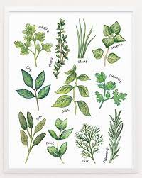 Herbs Art Print Common Kitchen Herbs Print Culinary Herbs Etsy Watercolor Herbs Herb Art Herbs Illustration