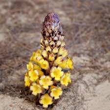 Image result for Cistanche