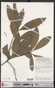 Image result for Dracaena camerooniana