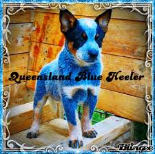 Queensland Blue Heeler Blue Heeler Heeler My Arts