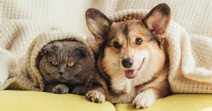 We recognize that pets are your greatest risk. Adding In Home Pet Sitting To Your Existing Pet Care Business Ibpsa
