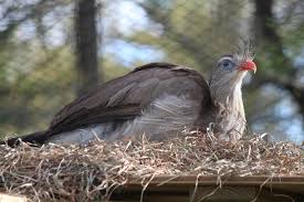 Image result for Sericorema