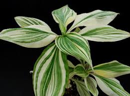 Image result for Tradescantia zanonia