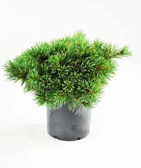 Eastern white pine tree branch. Dwarf Eastern White Pine Bower Branch