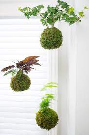 How To Make Kokedama Japanese Moss Ball Japanese Moss Balls Hanging Garden Moss Ball Plants