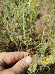 Image result for Mohria vestita