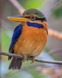 Birds That Cannot Fly Pin On Bird Love