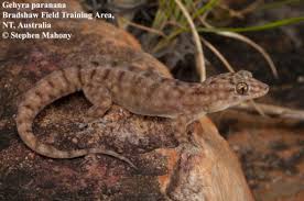 Image result for Hermannia guerkeana