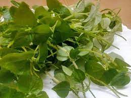 Tanaman sirih cina biasanya dianggap sebagai gulma (tanaman pengganggu) oleh sebagian orang. Ramai Tak Tahu Khasiat Pokok Sirih Cina Lelaki Ini Kongsi Manfaatnya Siap Buat Makan Buat Salad Keluarga