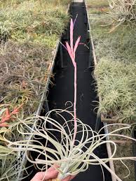 Image result for Ottelia exserta