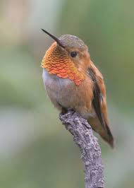 5 Steps To Feeding A Hummingbird By Handit Is Always Fun To See Hummingbirds Visit The Garden Hummingbirds Ba In 2020 Most Beautiful Birds Beautiful Birds Pet Birds