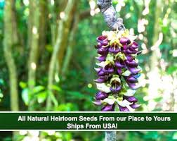 Image result for Mucuna stans