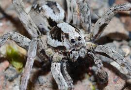 However they do not have if that is the case, then the native animal probably went extinct sometime in the iron age. Rare Wolf Spider Presumed Extinct Turns Up On British Military Base Live Science