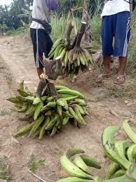 Resep pisang goreng tanduk garing yang lagi viral pisang tanduk : Pisang Tanduk Galex Home Facebook