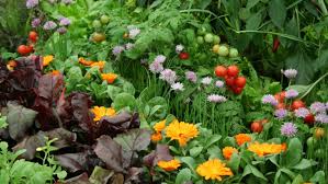 Flowers to plant in vegetable garden. 10 Flowers To Grow With Vegetables Pangea Builders