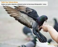 Iyi Dusunmek Ve Faydasi Hayvanlar Kus Geziler