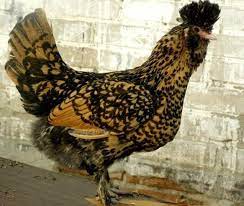 Maybe you would like to learn more about one of these? Pavlovskie Kury Opisanie Porody Serebro Zolotistoj Hohlatoj Petuh