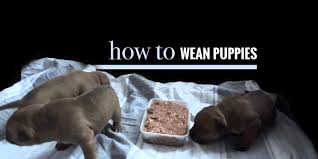 When the mother dog stops feeding her litter, the breeder offers dry puppy food, moistened with a little water. Weaning Puppies When Do Puppies Start Eating Solid Foods