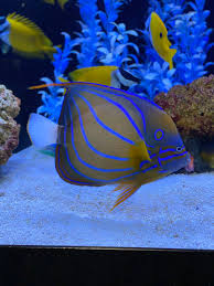 Aquarium Adventure Manmeetsfish Twitter