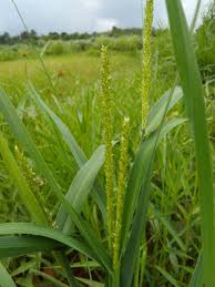 Image result for Stipularia africana