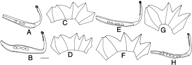 Image result for Wajira grahamiana