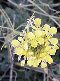 Image result for Brassica rapa