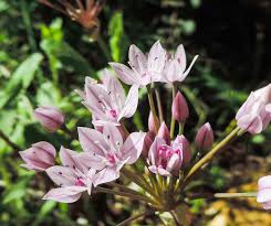 Image result for Alliaceae