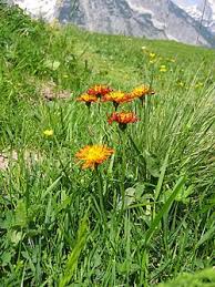 Image result for Crepis