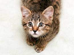 Low Cost Spay Neuter Programs Petfinder
