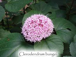 Image result for Clerodendrum poggei