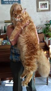 If you believe you have it in you to stick. Maine Coon For Sale Nebraska Petfinder