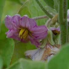 Image result for Solanum schumannianum
