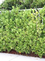 Image result for Autographa excelsa