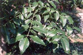 As part of the upland south, its culture is aligned more with the the south than the midwest. Exotic Trees And Shrubs Education