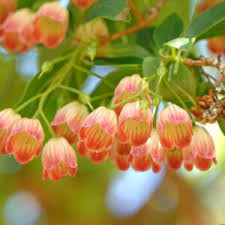 Image result for Pachycarpus spurius