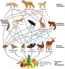 The soil food web is the community of organisms living all or part of their lives in the soil. Grassland Biome Food Chain Rainforest Food Web Food Web Food Webs Projects