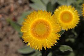 Image result for Helichrysum aureum