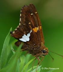 Black And White Spotted Moth Ohio Ohio Butterfly Pictures Butterfly Pictures Butterfly Butterfly Wings