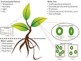 The rock smith had accidentally discovered is 160 miles from daylight—that is, the nearest edge of the shelf, where ice ends and the open ocean begins. Horticulturae Free Full Text Improving Plant Water Use Efficiency Through Molecular Genetics Html