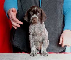 Saint lambert de lauzon, qc g0s 2w0. Canadian Kennel Club Club Canin Canadien