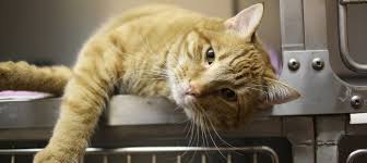 Ein impfszenario des bundes zeigt, dass bei einer impfbereitschaft von 75 prozent der besonders gefährdeten personen. Giftig Und Ungesund Diese 12 Lebensmittel Durfen Katzen Nicht Essen