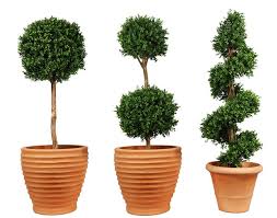 Nella stagione primaverile disponiamo di numerose piante da orto, pronte per il trapianto come insalate, peperoni, melanzane, zucchine e molte altre specie e varietà. Alberi Artificiali Piante Finte Alberi Finti