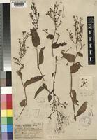 Image result for Aneilema spekei