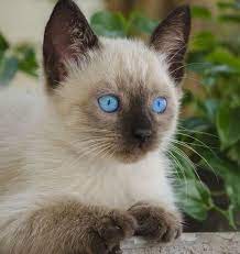 Caturday Kittens Cutest Beautiful Cats Siamese Kittens