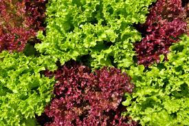 Check spelling or type a new query. Oakleaf Lettuce Sowing Growing And Harvest Difference To Normal Lettuce