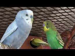 بادجي البادجي طيور البادجي صوت تزاوج بادجي لتحفيزها youtube animals bird parrot