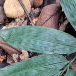 Image result for Olyra latifolia