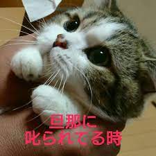 ののいな lineスタンプ販売中 on twitter 子猫 反省猫 かわいい子猫